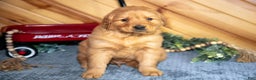 Golden Retriever dogs for sale: Max - Ad 2