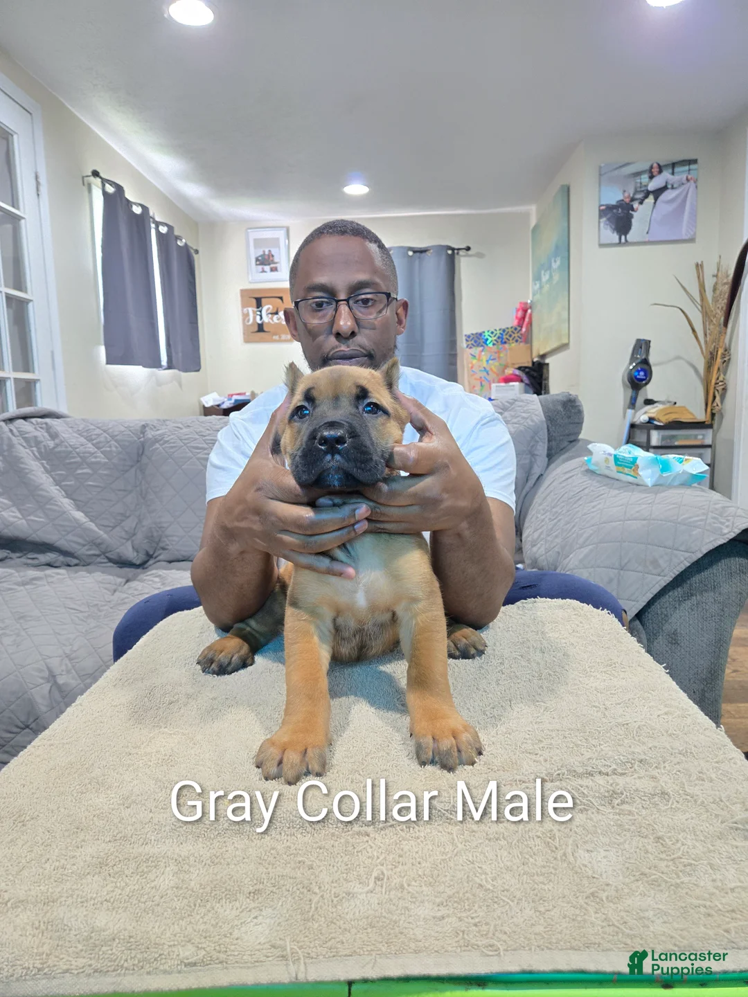 Cane Corso dogs for sale: Cane Corso 1 - Ad 1