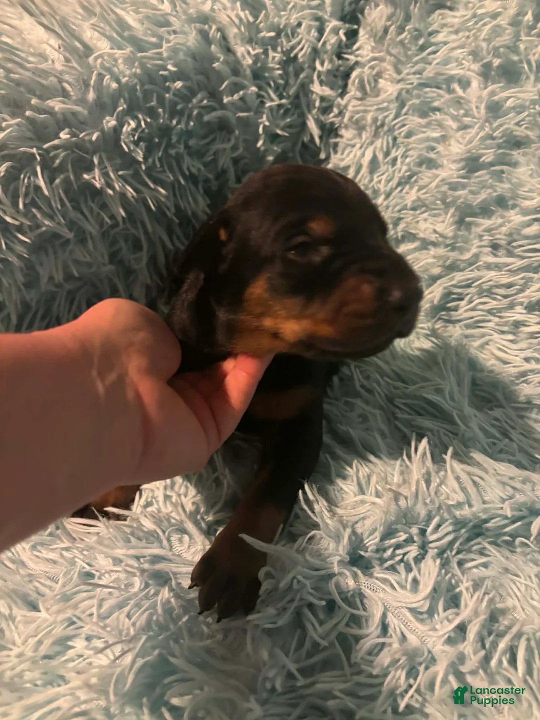 Doberman Pinscher dogs for sale: Male 3 with ear crop - Ad 1