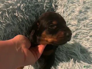 Doberman Pinscher dogs Male 3 with ear crop - Ad 23