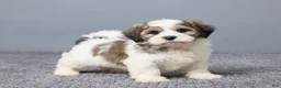 Teddy Bear dogs for sale: Lance - Ad 4