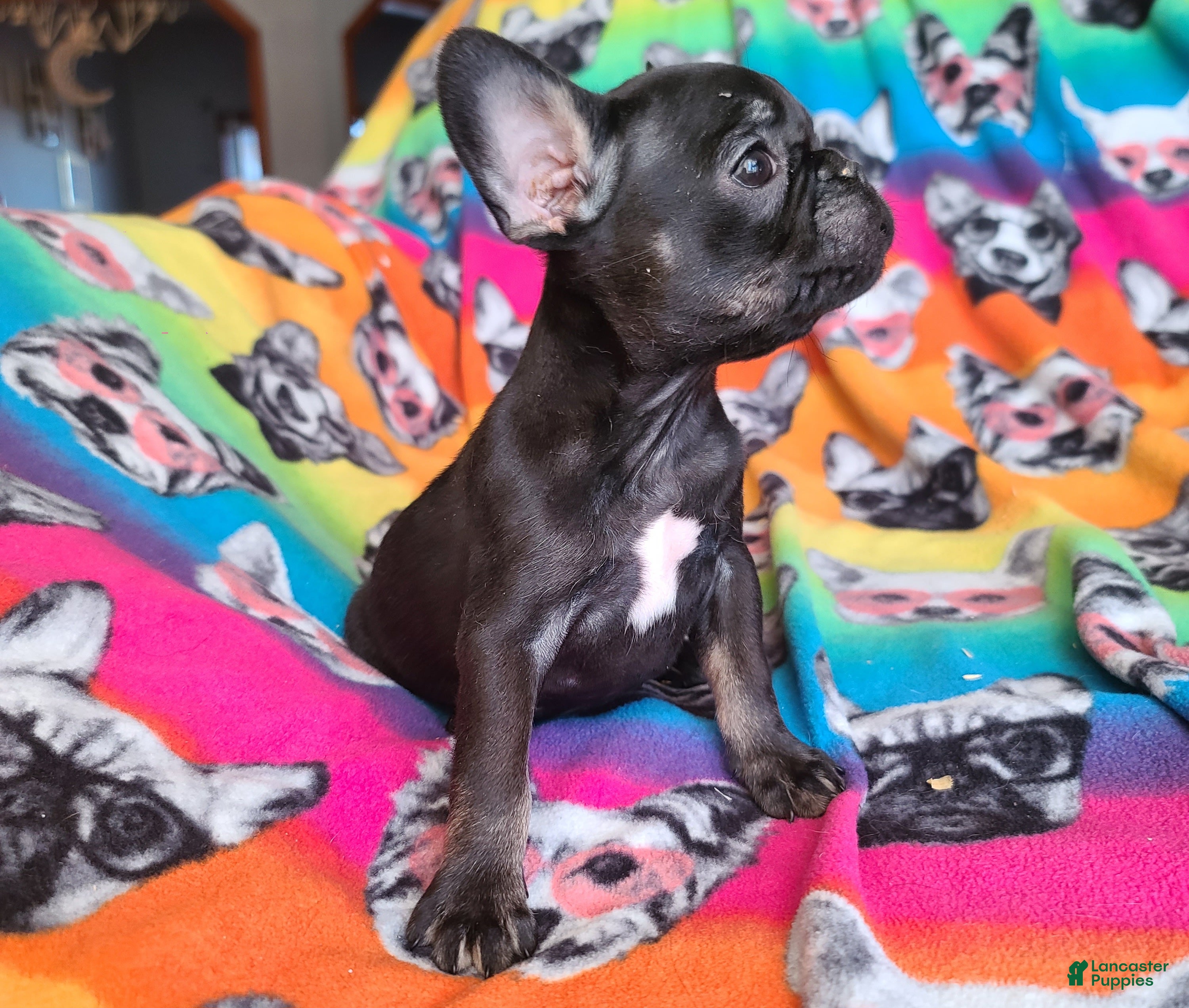 French Bulldog dogs French Bulldog Puppy 6 - Ad 28