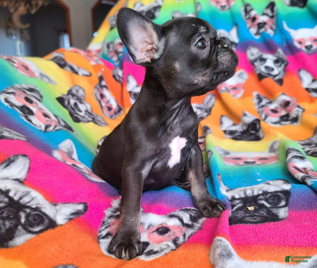French Bulldog dogs for sale: French Bulldog Puppy 6 - Ad 1