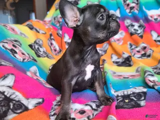 French Bulldog dogs French Bulldog Puppy 6 - Ad 28