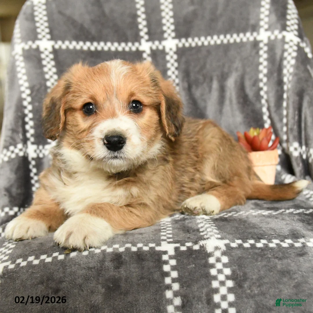 Mixed Breed dogs for sale: Baron - Ad 4