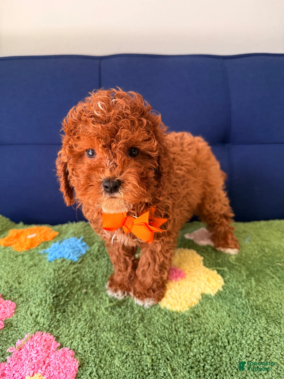 Cavapoo dogs for sale: teddy - Ad 2