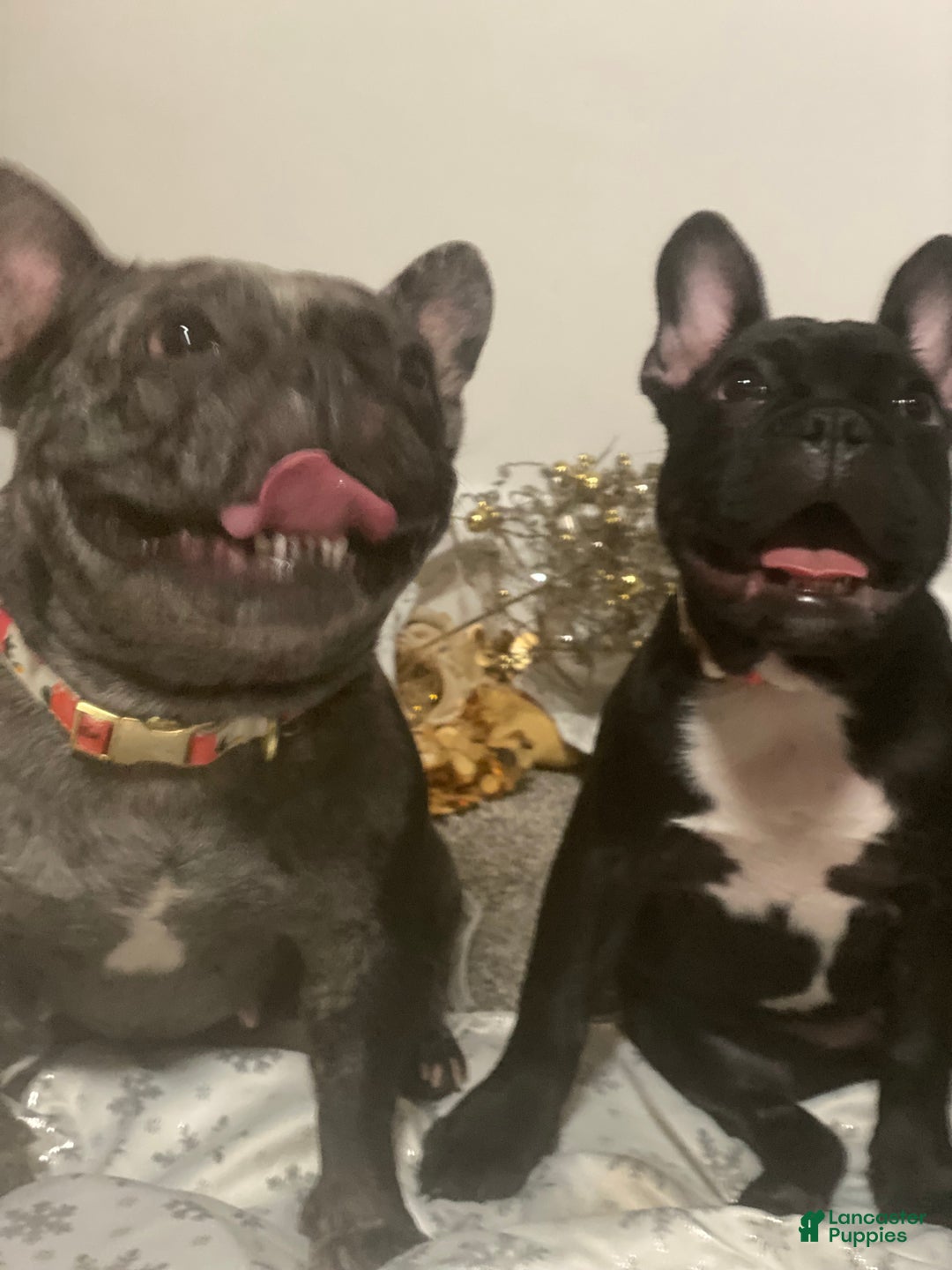 Frenchton dogs for sale: Frenchton Puppy 1 - Ad 3