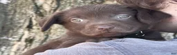 Labrador Retriever dogs for sale: Labrador Retriever 1 - Ad 3
