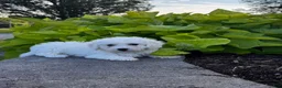 Bichon Frise dogs for sale: Blu  - Ad 3