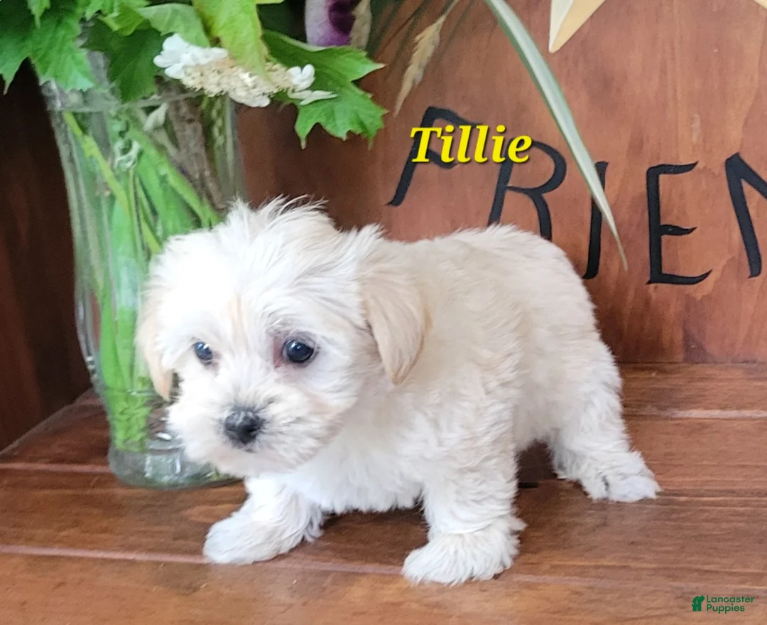 Morkie dogs for sale: Tilly - Ad 4