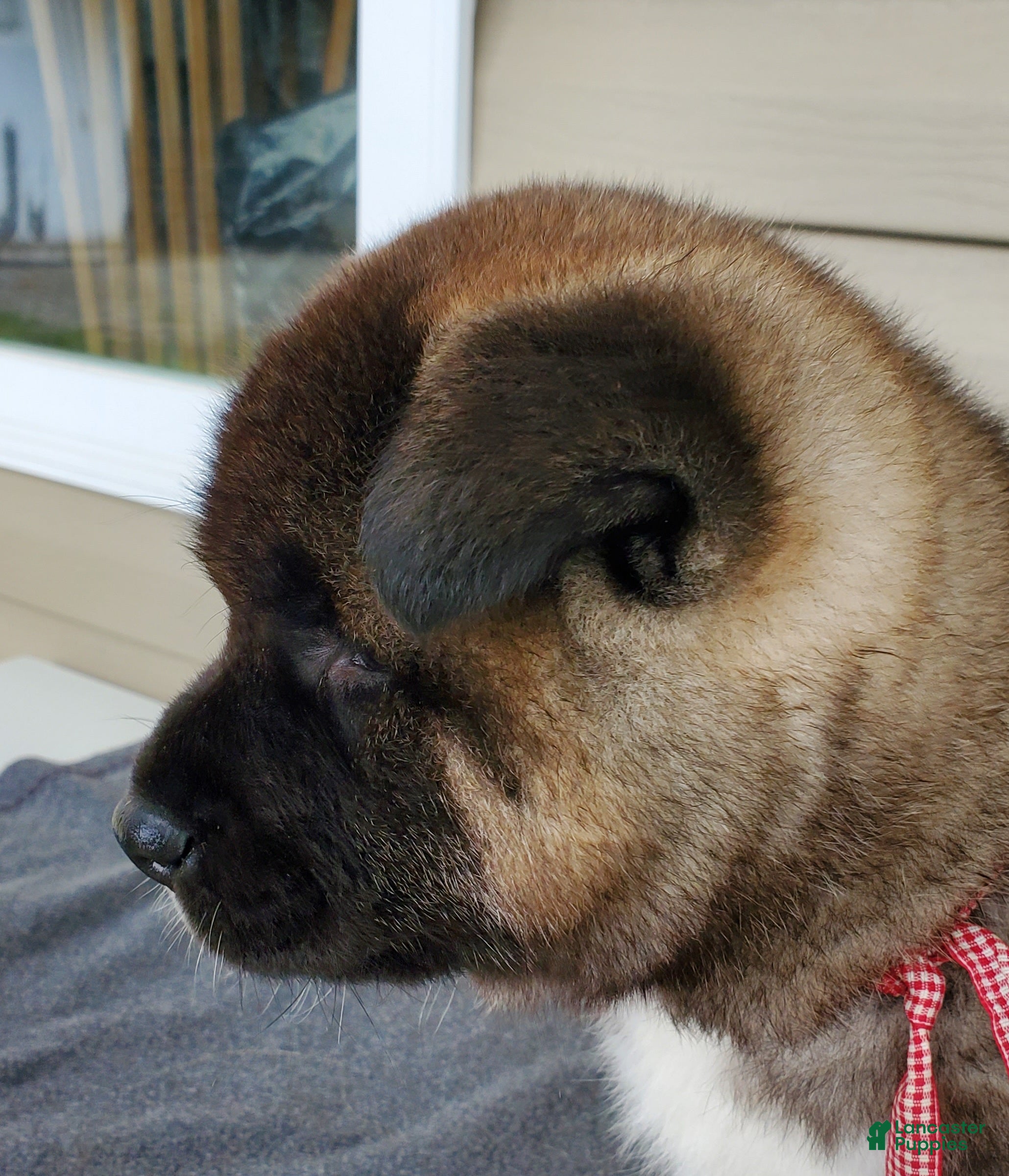 Akita dogs Amber - Ad 2