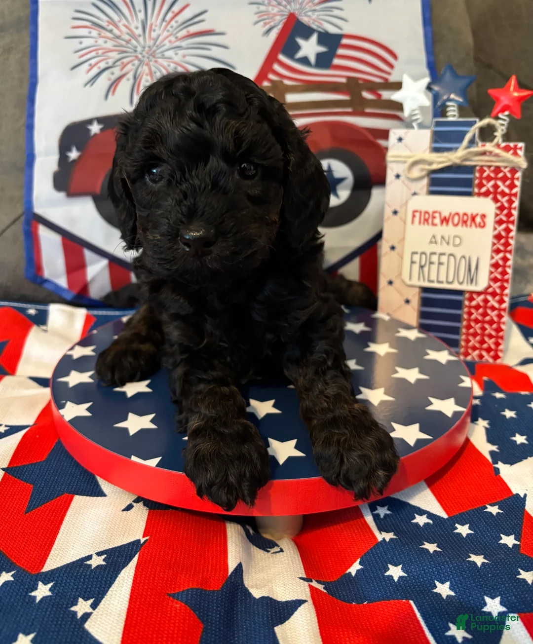Miniature Poodle dogs for sale: Marco  - Ad 2