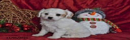 Cavachon dogs for sale: Lily Grace - Ad 3