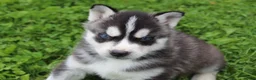 Siberian Husky dogs for sale: Bingo - Ad 7