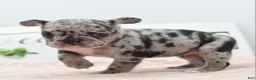Mixed Breed dogs for sale: Ruby merle - Ad 23