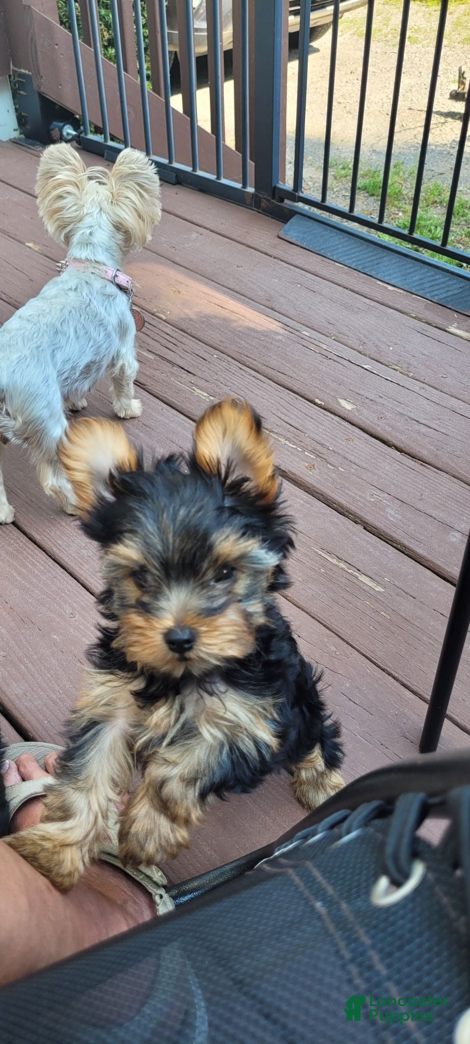 Yorkshire Terrier dogs Yorkshire Terrier 2 - Ad 1