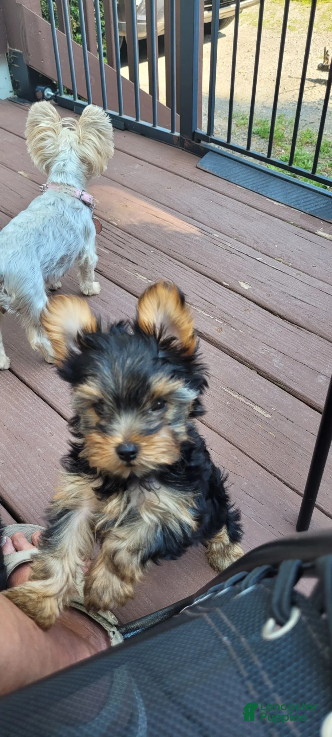 Yorkshire Terrier dogs for sale: Yorkshire Terrier 2 - Ad 1