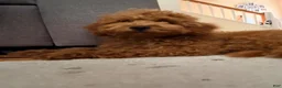 Labradoodle dogs for sale: Labradoodle 1 - Ad 4
