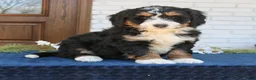 Mini Bernedoodle dogs for sale: Jasper  - Ad 1