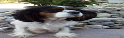 Cavalier King Charles Spaniel dogs for sale: Taco - Ad 7