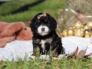 Cockapoo dogs Gracie - Ad 38