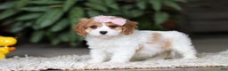 Cavapoo dogs for sale: Rita - Ad 5