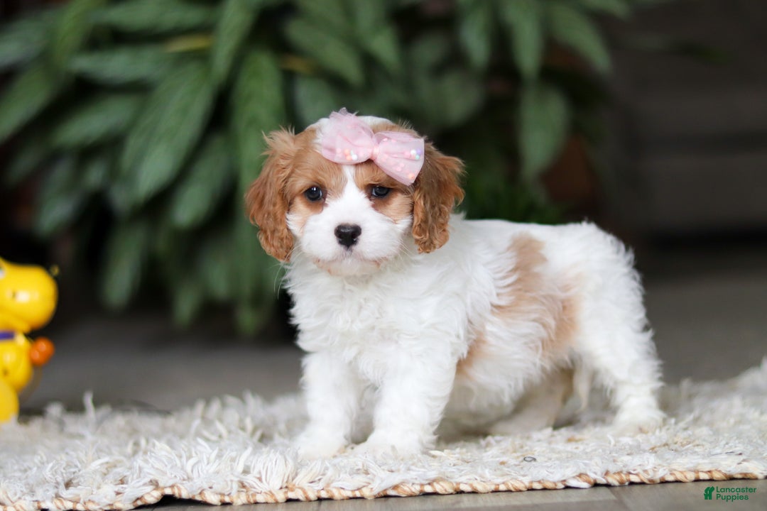 Cavapoo dogs for sale: Rita - Ad 5
