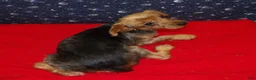Yorkshire Terrier dogs for sale: Danny - Ad 2
