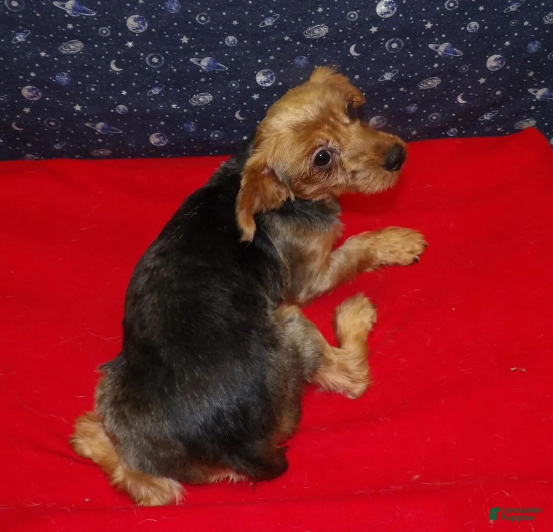 Yorkshire Terrier dogs for sale: Danny - Ad 2