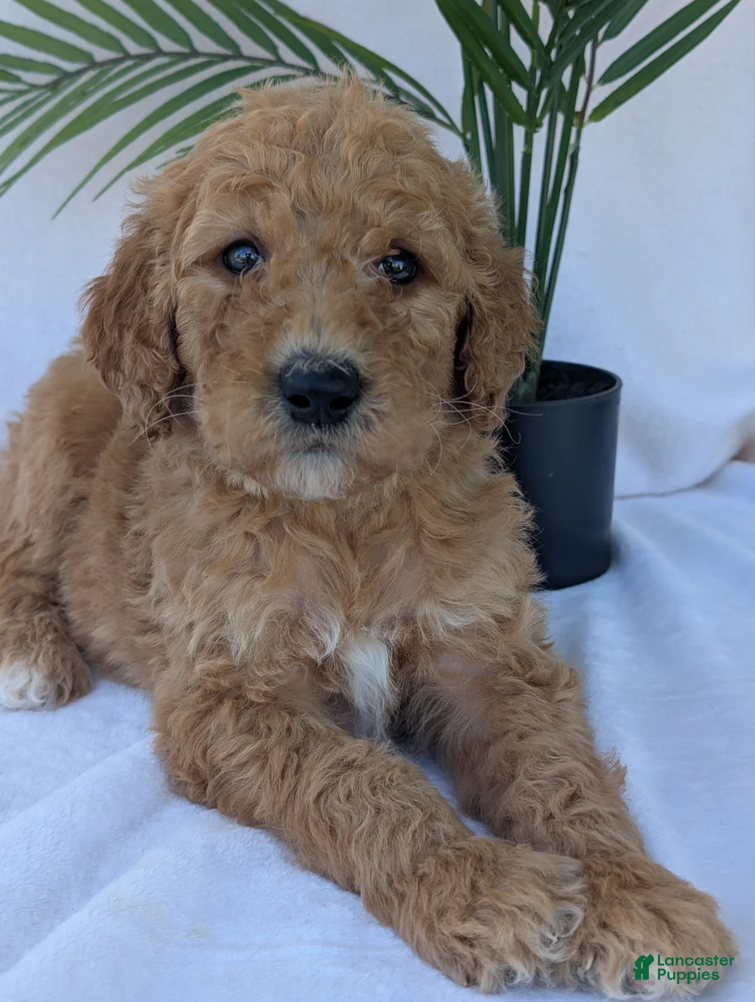 Goldendoodle dogs for sale: Porter - Ad 2