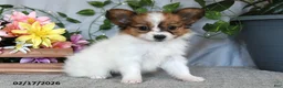 Papillon dogs for sale: Darcy - Ad 5