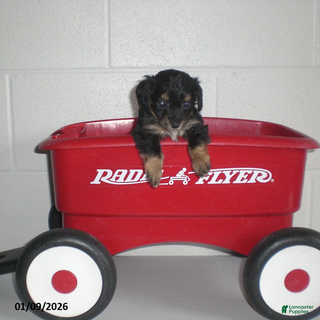 Yorkiepoo dogs for sale: Angie - Ad 4