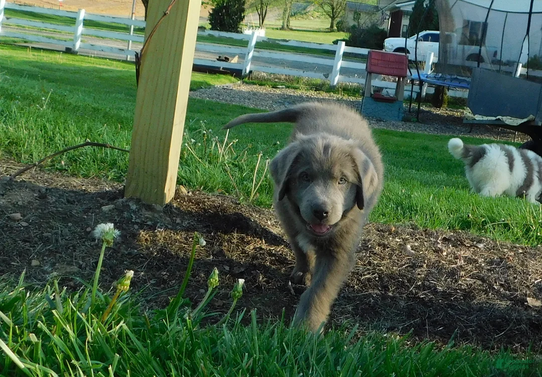 Newfoundland dogs for sale: Leo - Ad 2