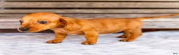 Miniature Dachshund dogs for sale: Cooper - Ad 6