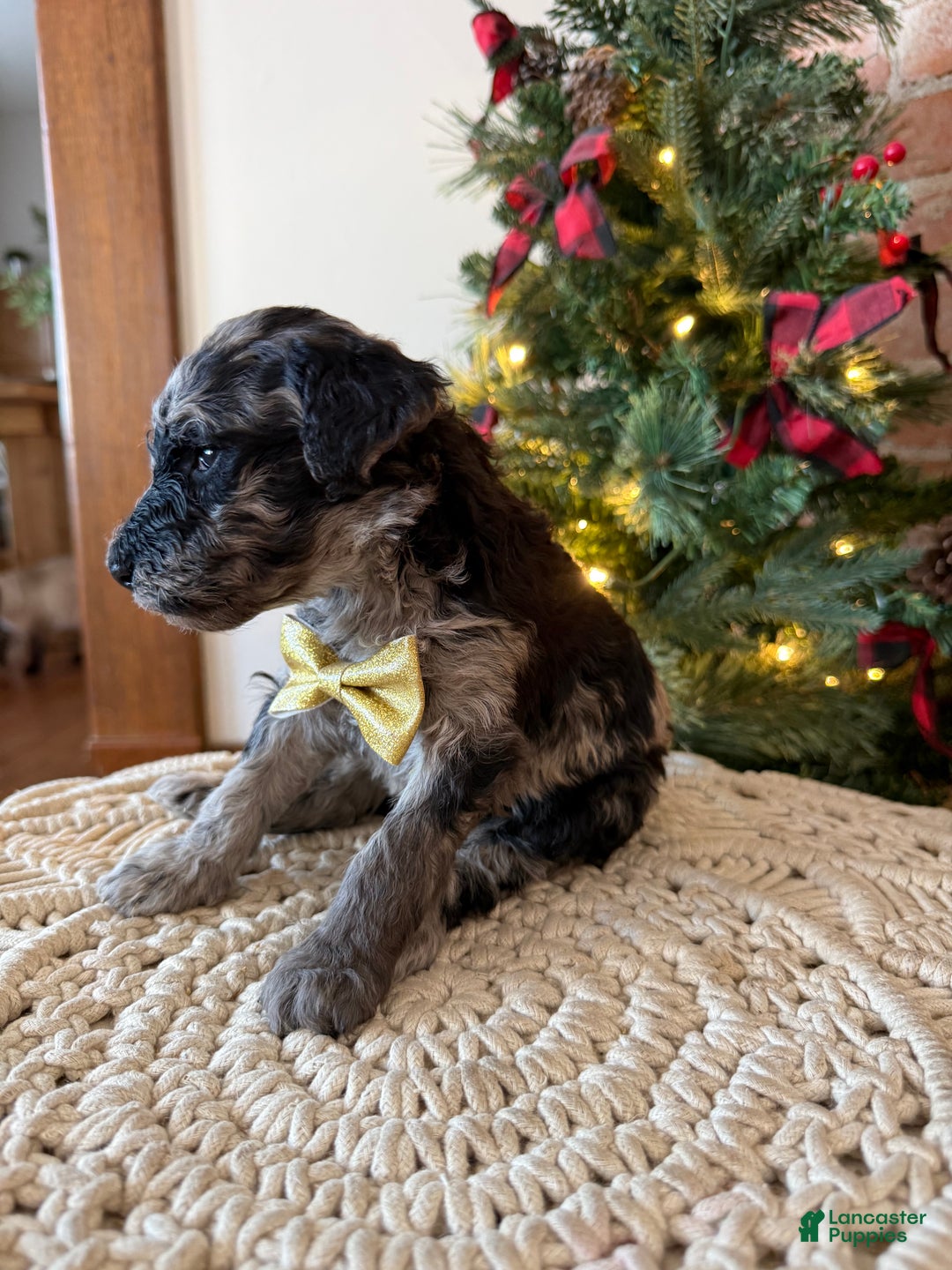 Mixed Breed dogs for sale: Patrick - Ad 3