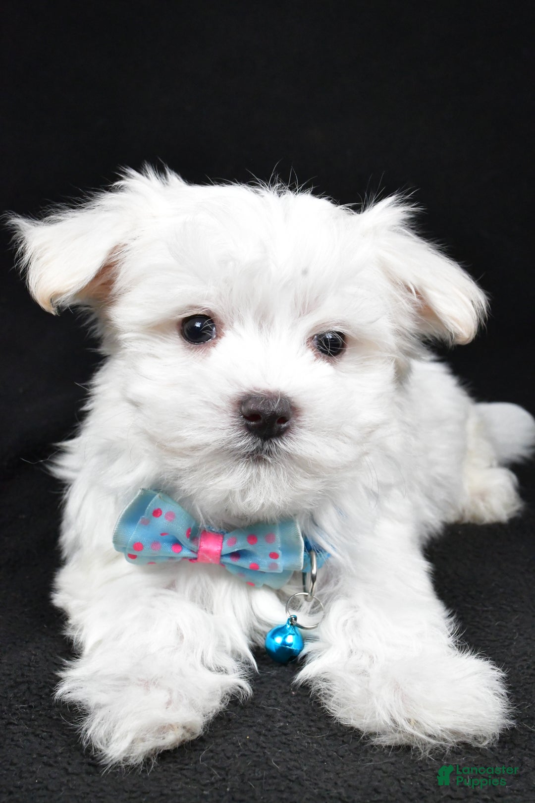 Maltese dogs for sale: Rex - Ad 4
