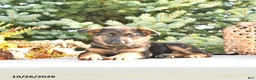 German Shepherd dogs for sale: Duke Von Haus - Ad 3