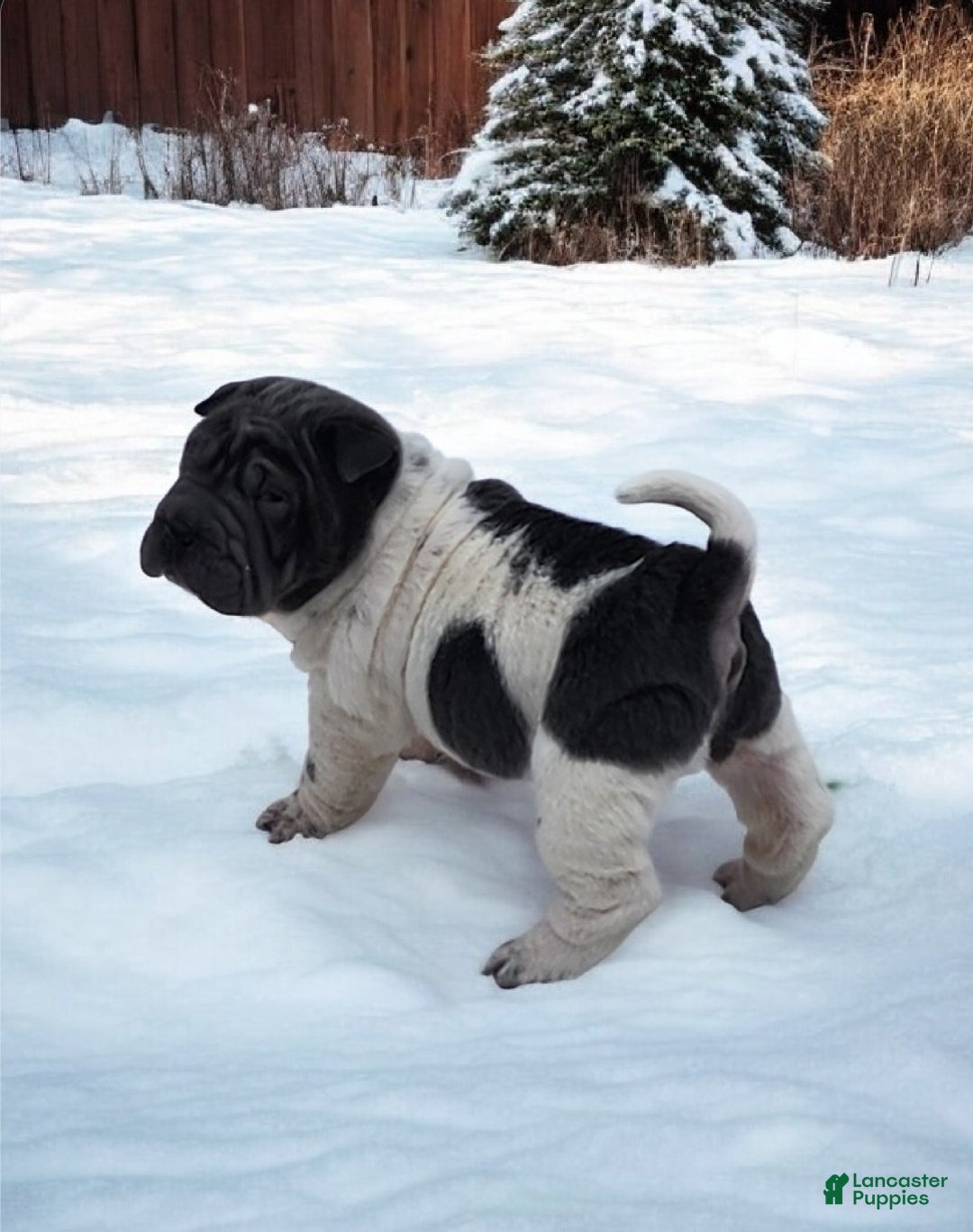 Shar Pei dogs for sale: Bluebelle blue flower mini  - Ad 6