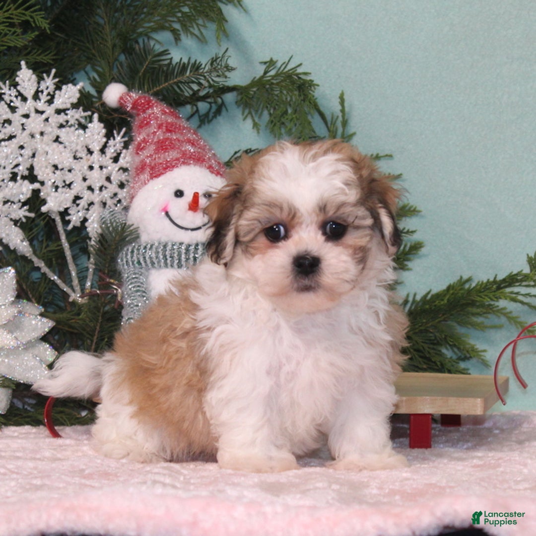 Teddy Bear dogs for sale: Kuddles - Ad 4