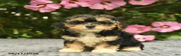 Mixed Breed dogs for sale: Alyssa  - Ad 3