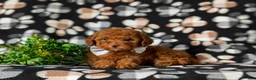 Toy Poodle dogs for sale: Grant - Ad 5