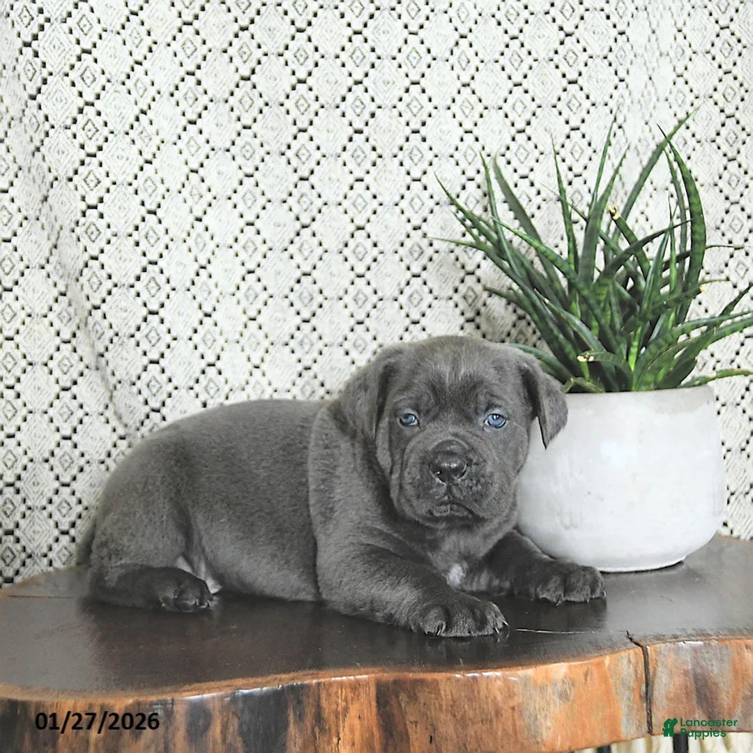 Cane Corso dogs for sale: Max - Ad 4