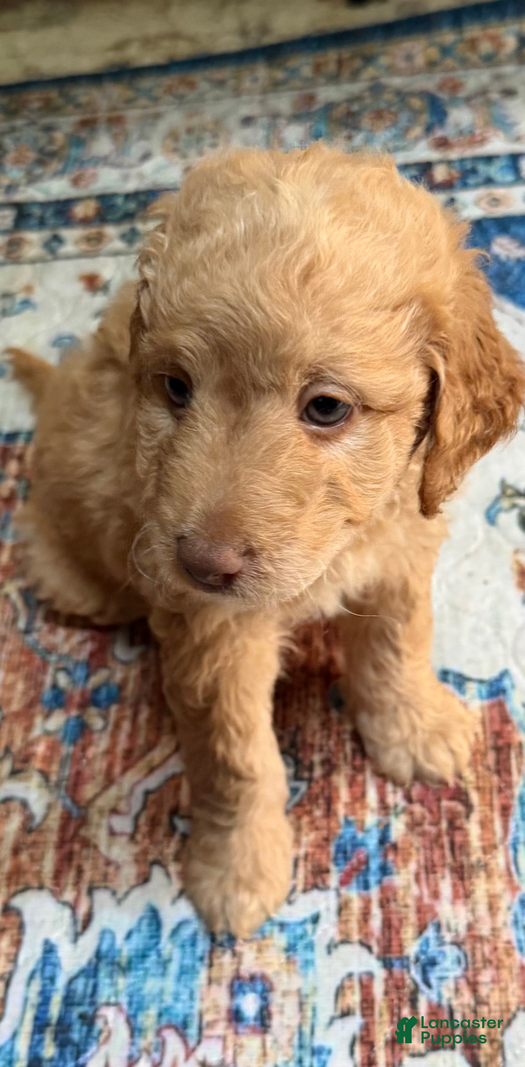 Aussiedoodle dogs Colby - Ad 2