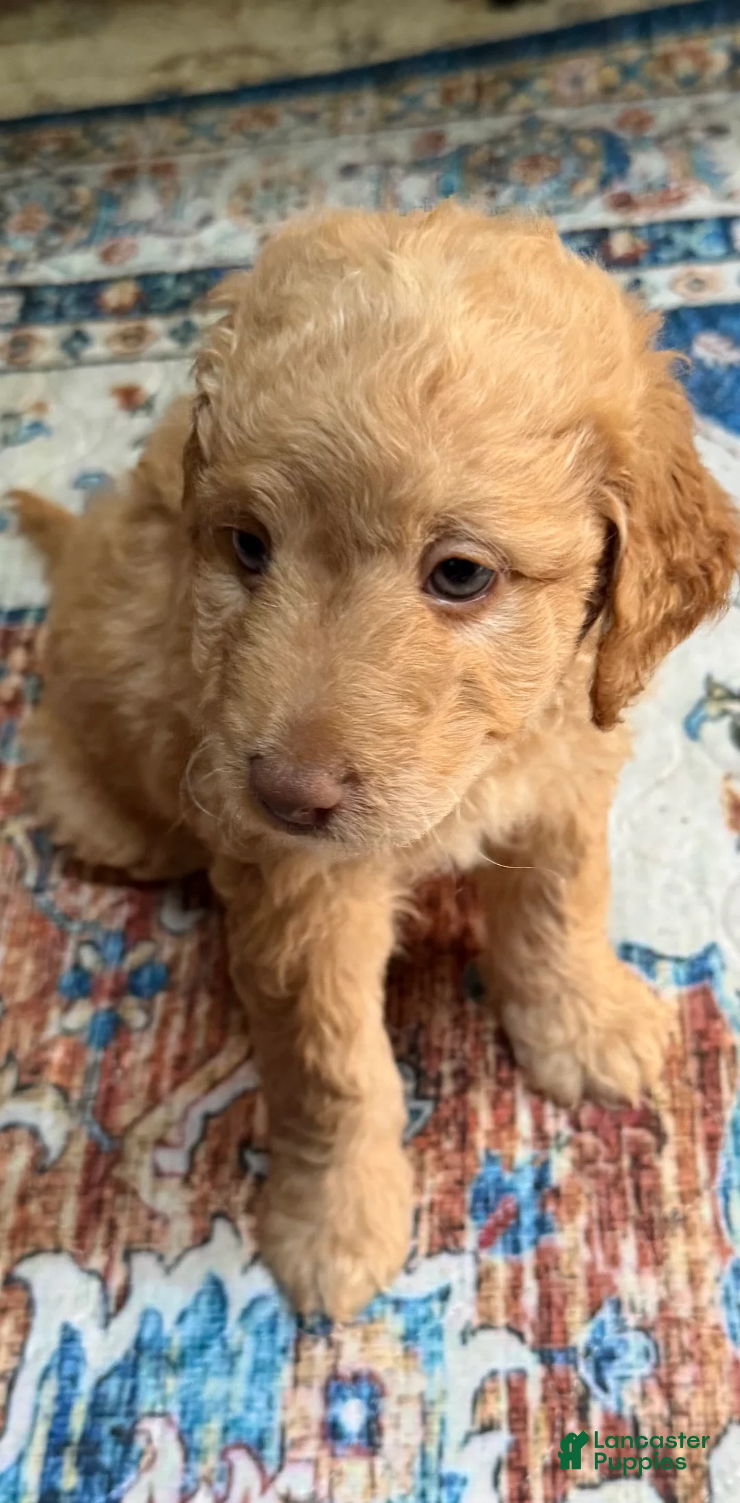 Aussiedoodle dogs for sale: Colby - Ad 2