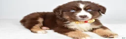 Miniature Australian Shepherd dogs for sale: Finch - Ad 5