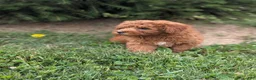 Mini Goldendoodle dogs for sale: Gianna  - Ad 3