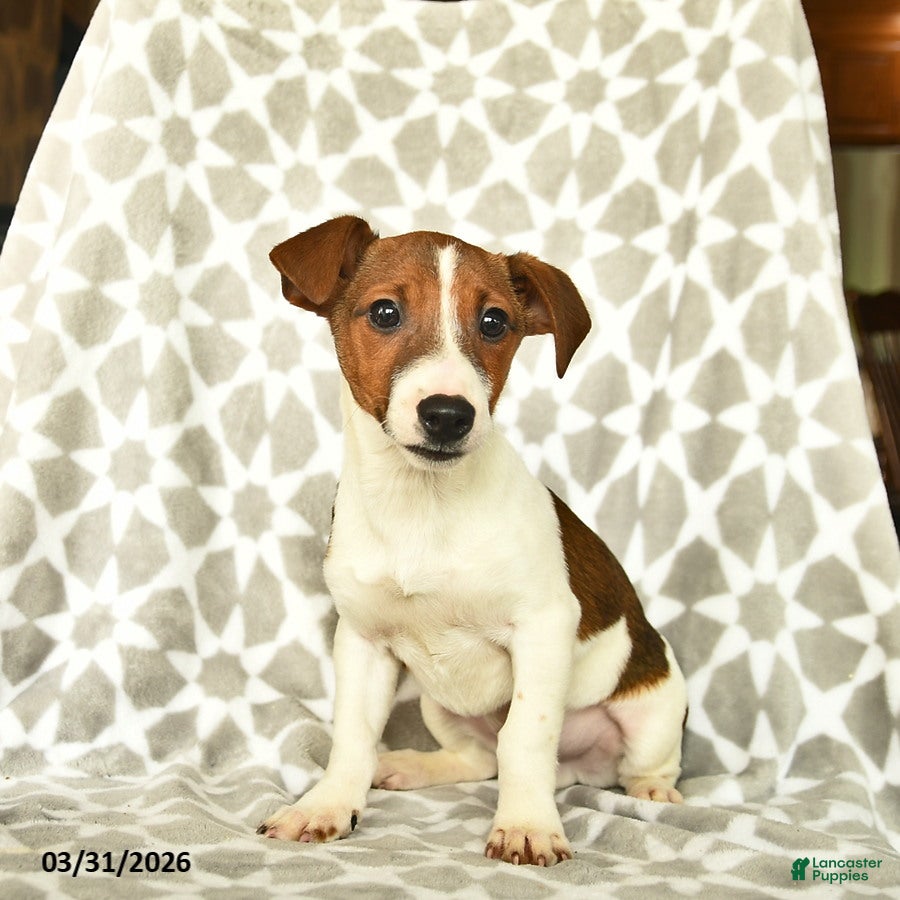 Jack Russell Terrier dogs Chocolate - Ad 1