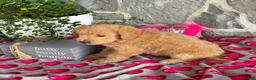 Goldendoodle dogs for sale: Nora - Ad 5