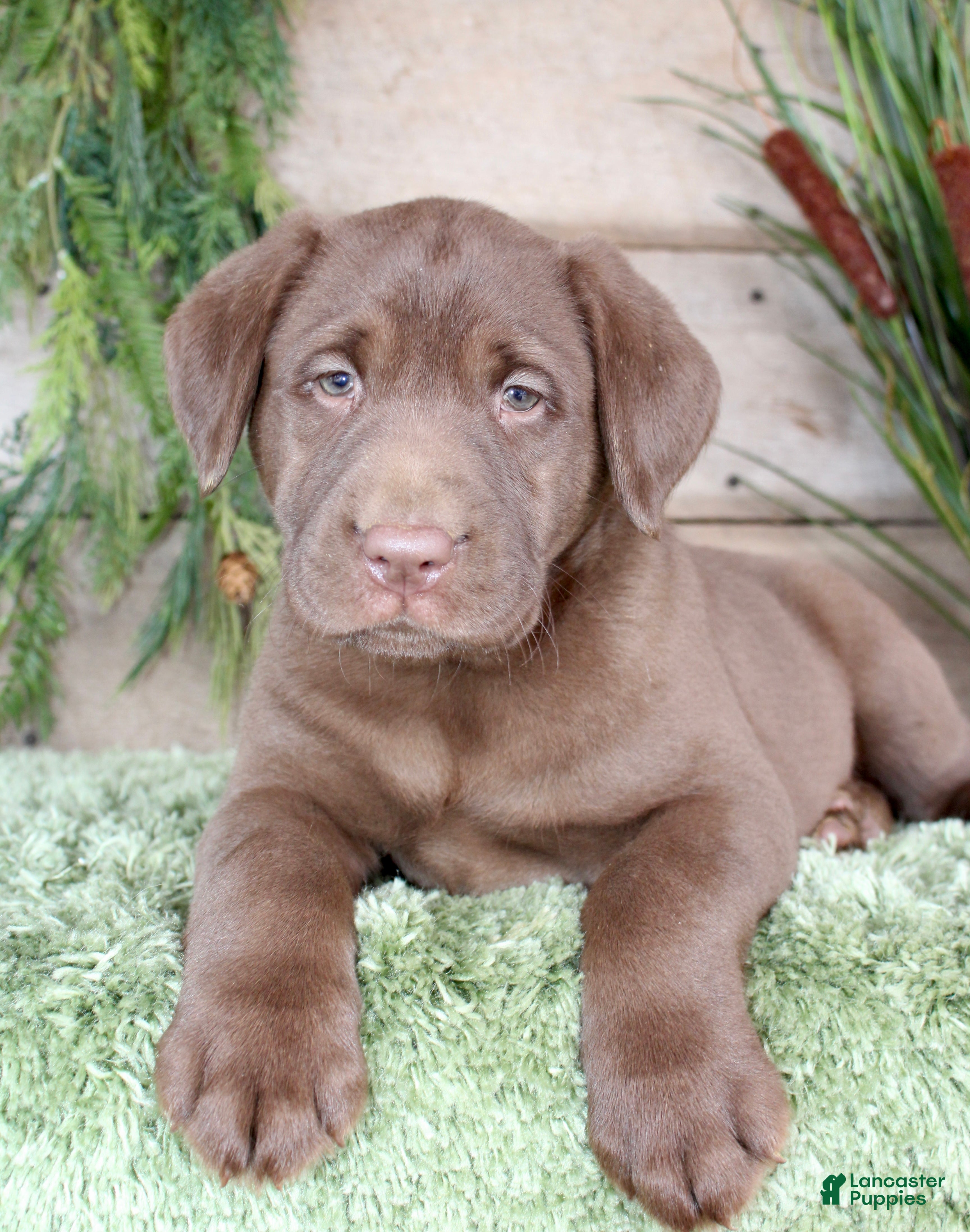 Labrador Retriever dogs Jemimia  - Ad 1