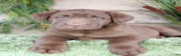 Labrador Retriever dogs for sale: Jemimia  - Ad 1
